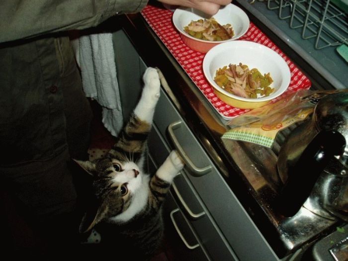 cute cat