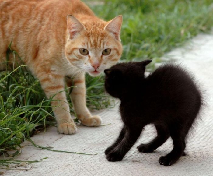 cute cat