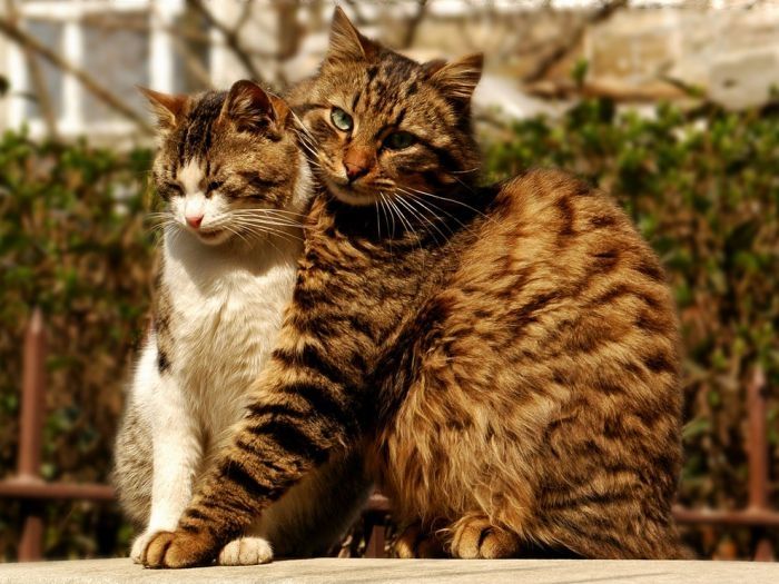 cute cat