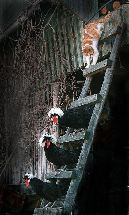 cute cat