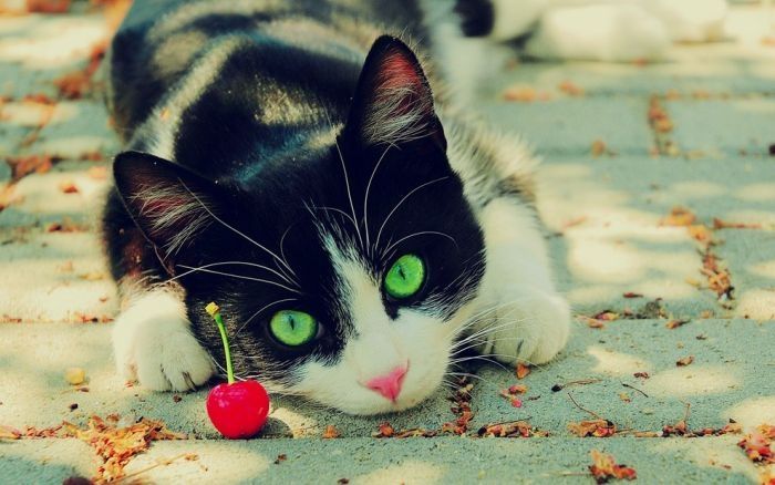 cute cat