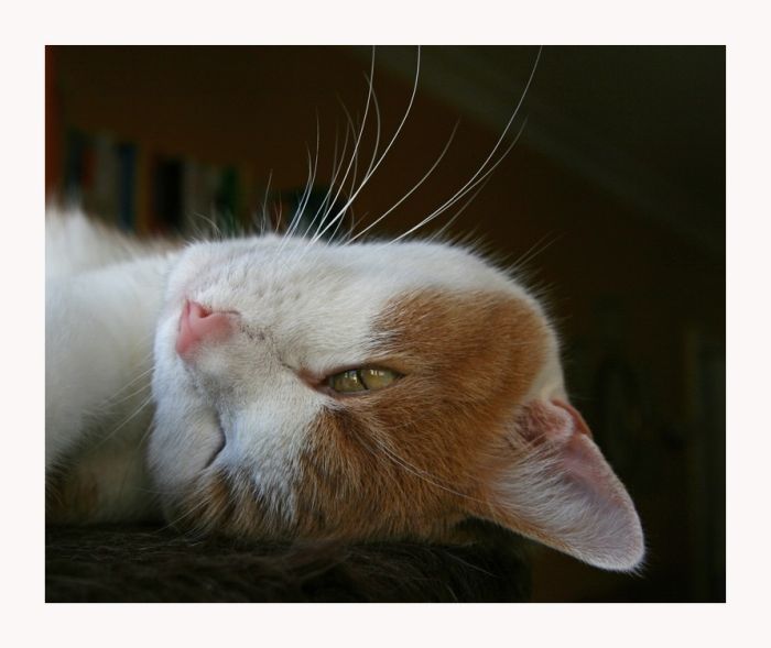 cute cat