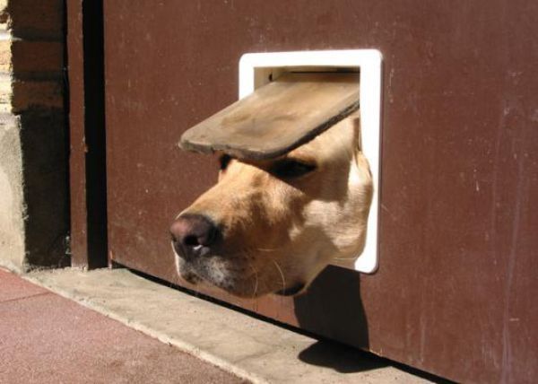 funny dog