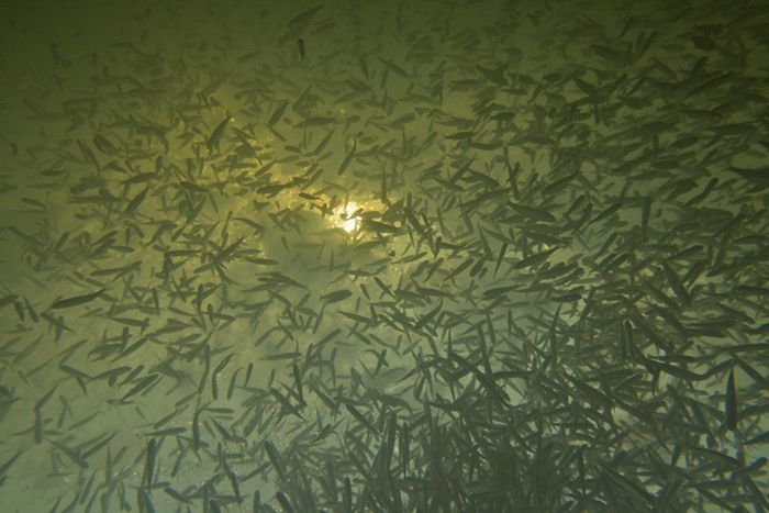 Fish tries to get oxygen, St. Petersburg, Russia