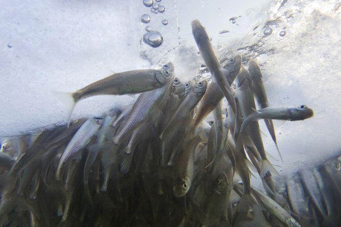 Fish tries to get oxygen, St. Petersburg, Russia