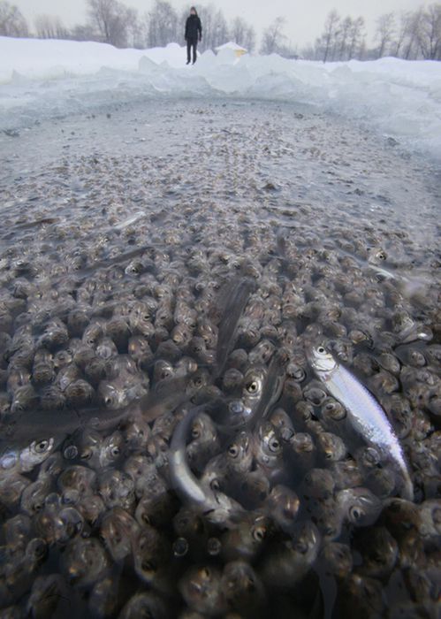 Fish tries to get oxygen, St. Petersburg, Russia