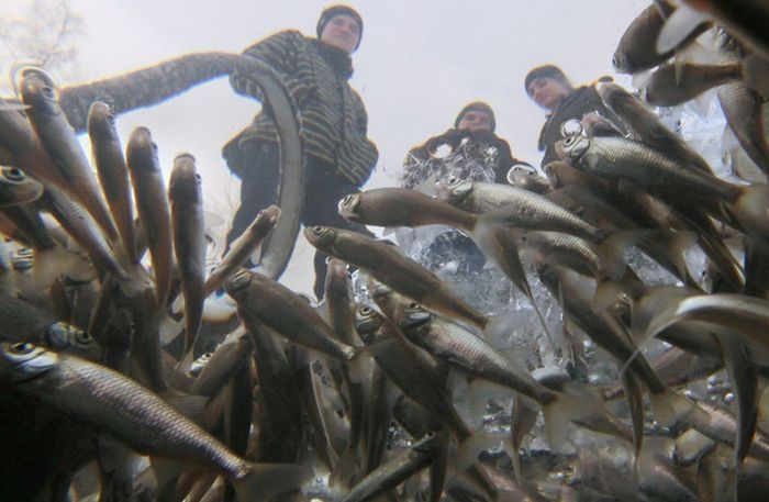 Fish tries to get oxygen, St. Petersburg, Russia