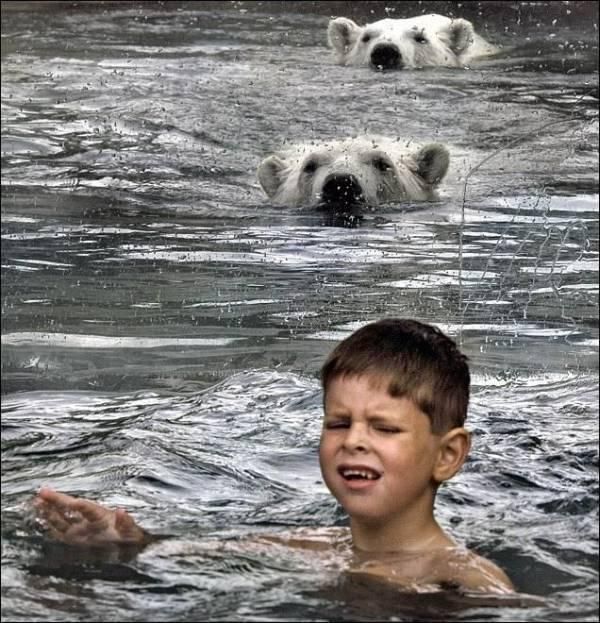 Polar bear habitat in Cochcrane, Ontario, Canada