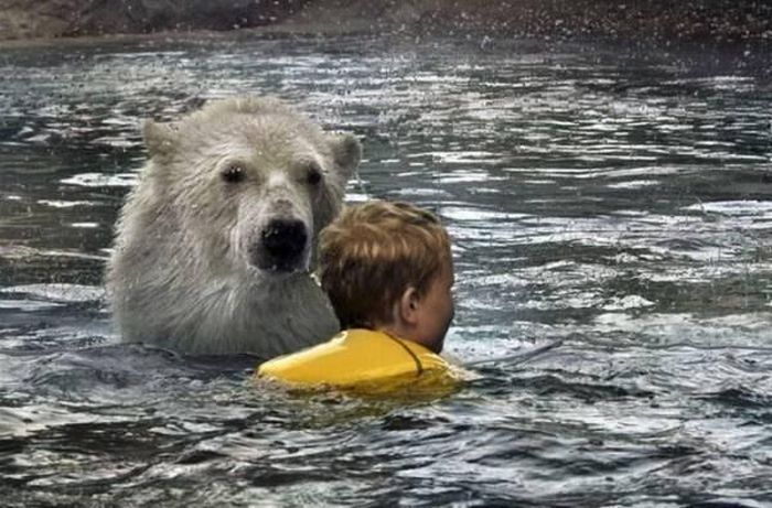 Polar bear habitat in Cochcrane, Ontario, Canada