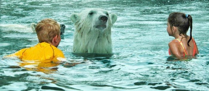 Polar bear habitat in Cochcrane, Ontario, Canada