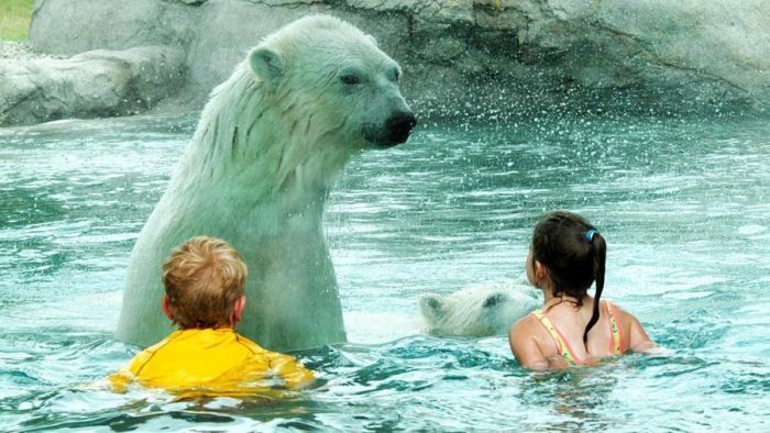 Polar bear habitat in Cochcrane, Ontario, Canada