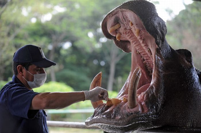 animals at the dentist