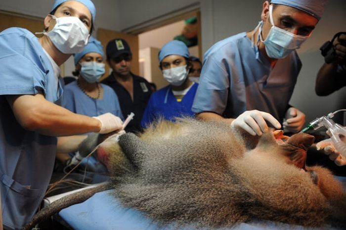 animals at the dentist