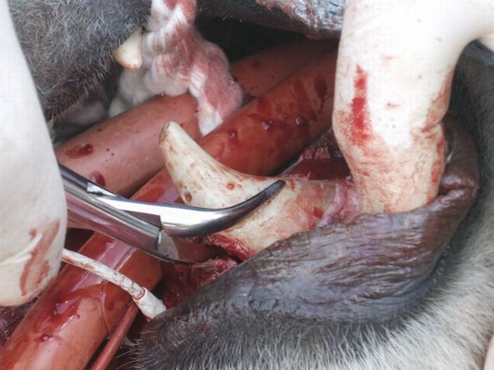 animals at the dentist