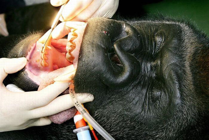 animals at the dentist