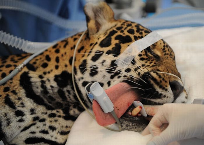 animals at the dentist