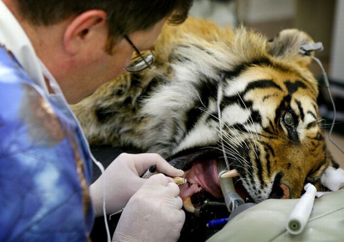 animals at the dentist