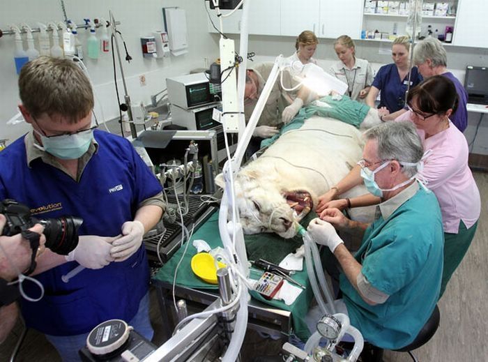 animals at the dentist