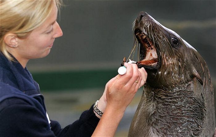 animals at the dentist