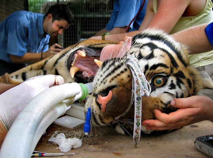 animals at the dentist