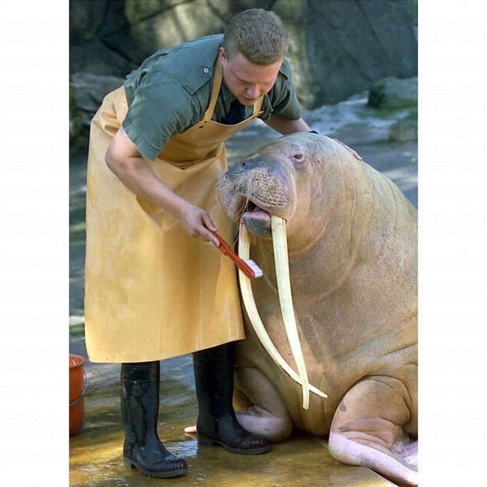 animals at the dentist