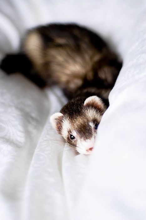 cute ferret