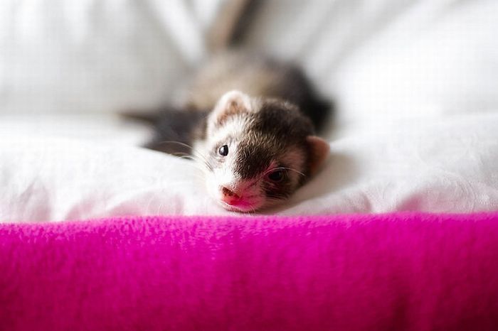 cute ferret