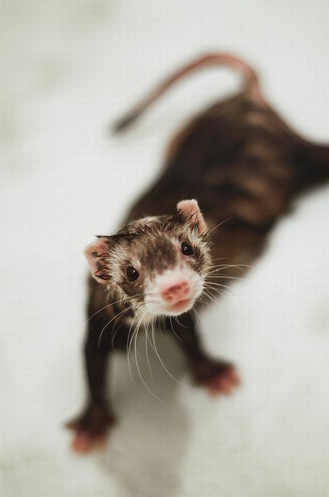 cute ferret