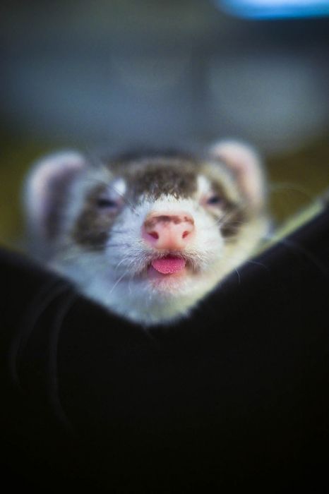 cute ferret