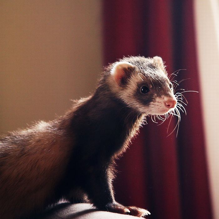 cute ferret