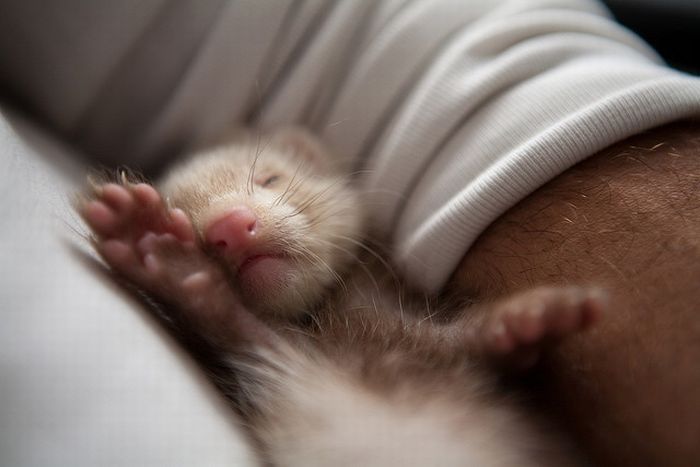 cute ferret