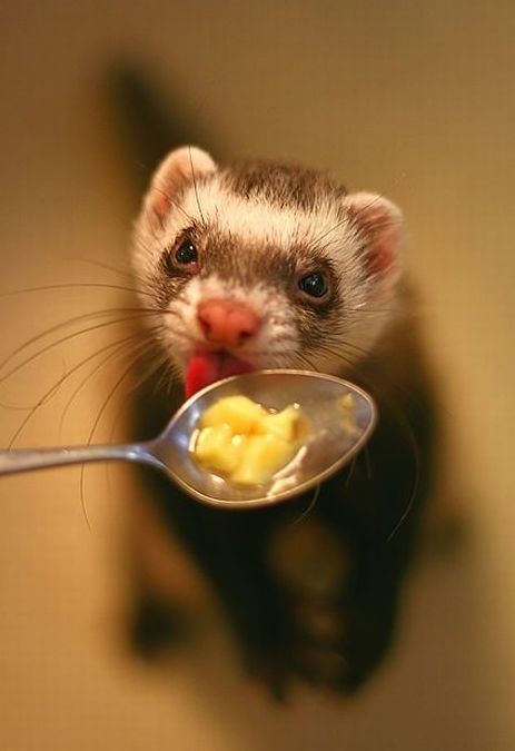 cute ferret