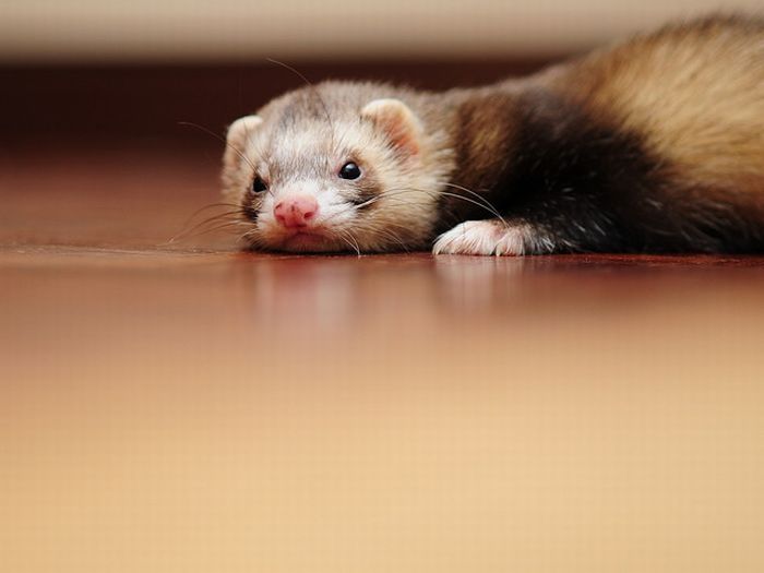 cute ferret