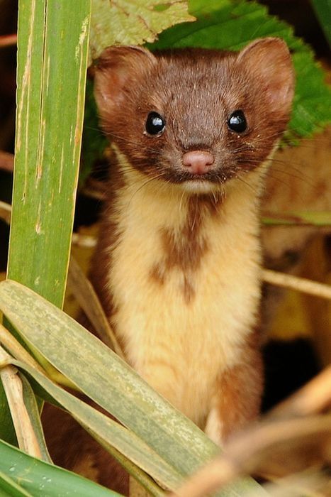 cute ferret