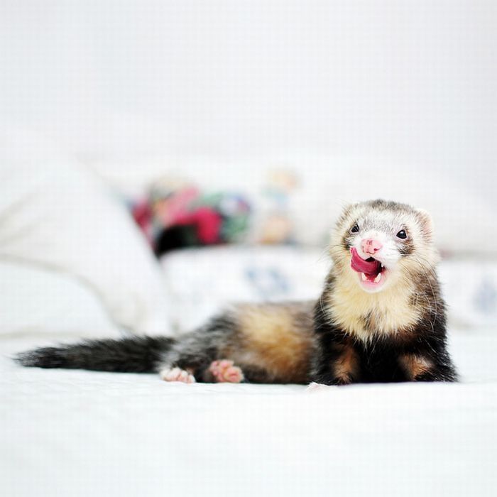 cute ferret