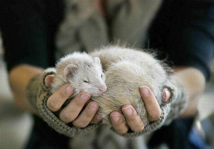 cute ferret