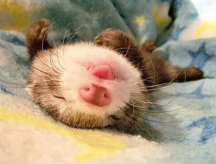 cute ferret