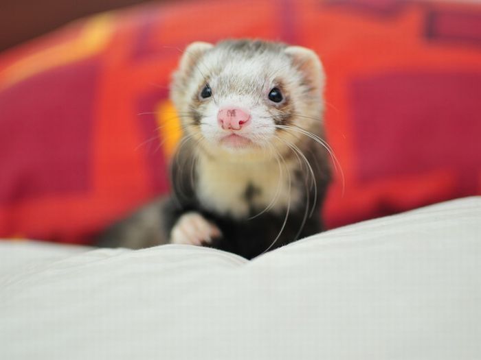 cute ferret