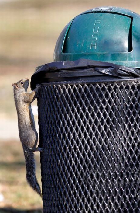 squirrel eating from park trash can