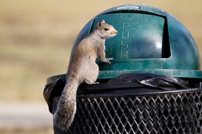 squirrel eating from park trash can