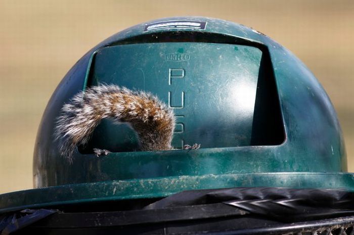 squirrel eating from park trash can