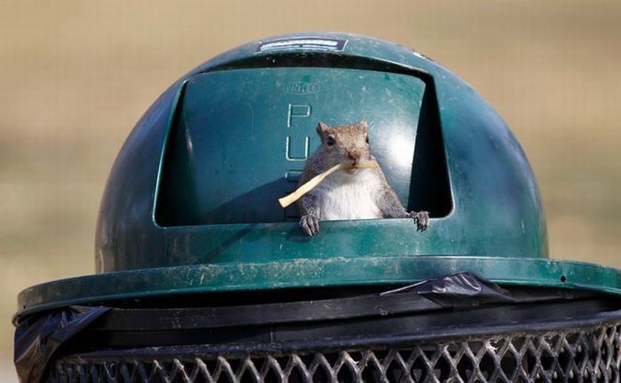 squirrel eating from park trash can