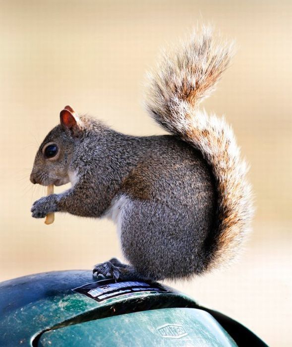 squirrel eating from park trash can