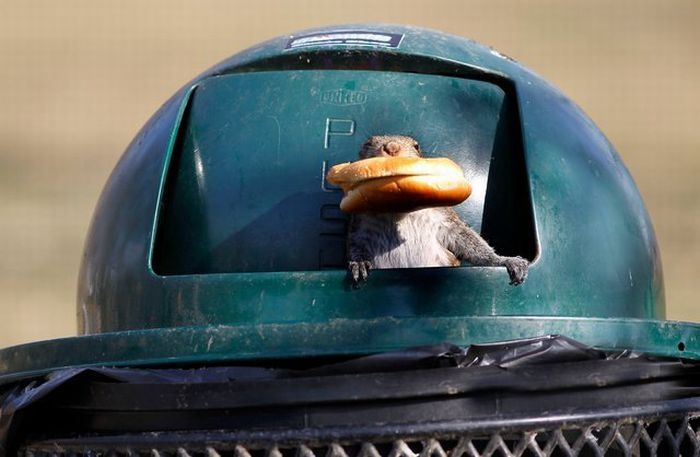 squirrel eating from park trash can