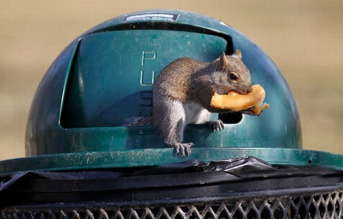 squirrel eating from park trash can