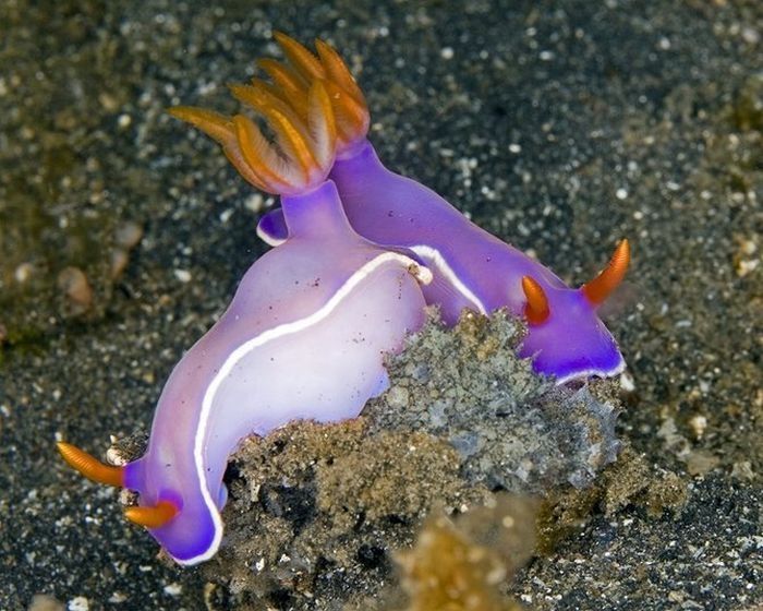 sea life creature