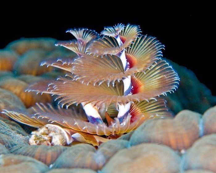 sea life creature
