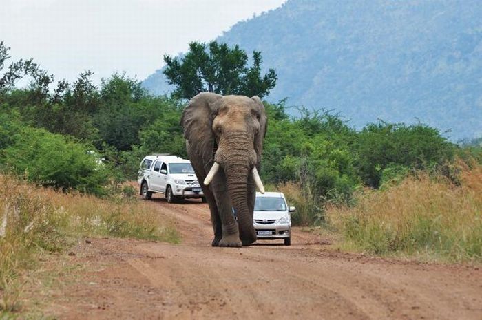 angry elephant