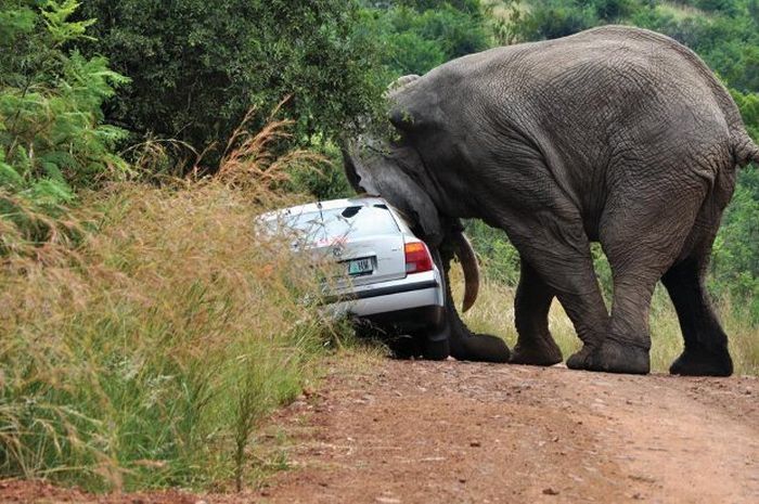 angry elephant