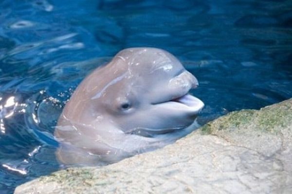 Baby beluga whale, Shedd Aquarium, Chicago, United States